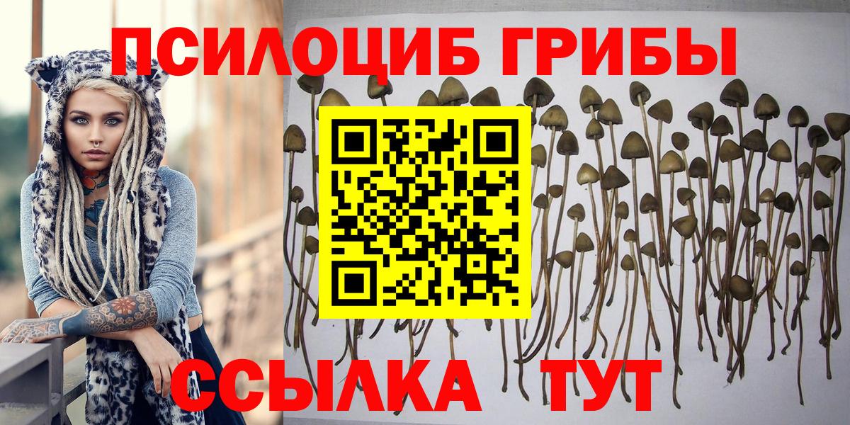 Псилоцибиновые грибы Psilocybine cubensis  Псилоцибиновые грибы мицелий  Удомля  Вход с VPN 